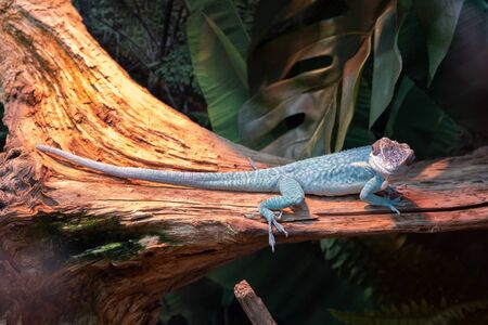 Anolis gorgonae - Blue Anole rare lizardの写真素材