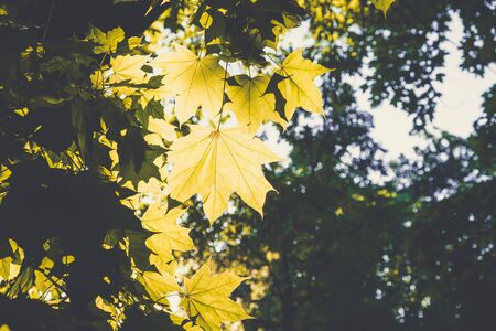Sunlight and maple leafs in a forest with blurred backgroundの写真素材