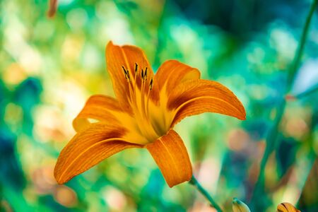Beautiful orange lily flower on blurred backgroundの写真素材