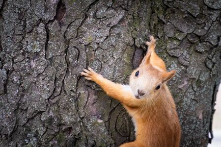 Extreme closeup portrait of Eurasian red squirrel on a treeの写真素材