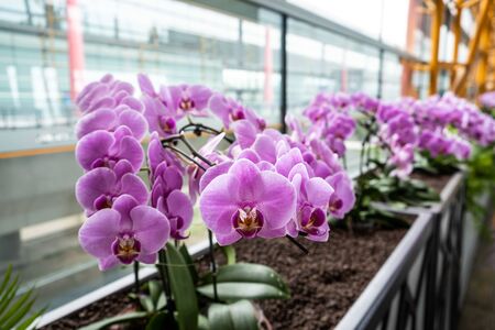 Closeup shot of beautiful orchids flowers at Beijing International Airport in Chinaの写真素材