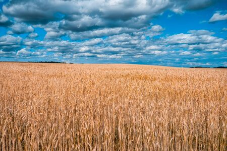 Wheat field landscape taken near Minsk, Belarusの写真素材