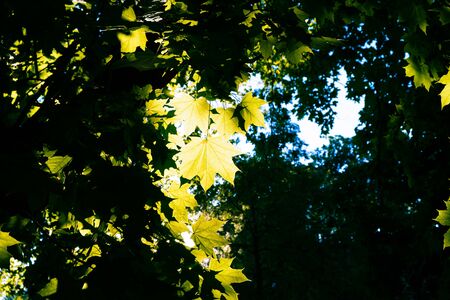 Light and shadow play in forest canopy on blurred backgroundの写真素材