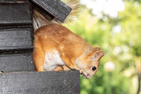 Eurasian red squirrel in a small wooden tree houseの写真素材