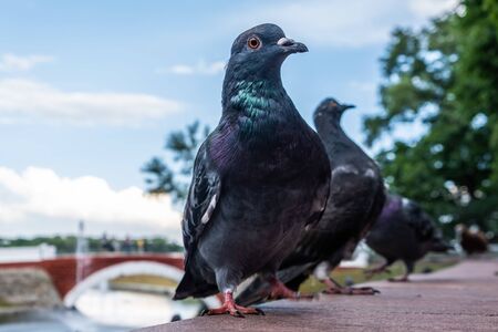 Extreme closeup of very curious pigeon - curiosity conceptの写真素材