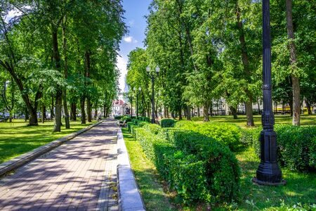 Beautiful alley in a park full of trees in bright summer day in Minsk, Belarusの写真素材