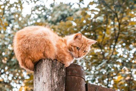 Sad ginger cat sitting on wooden pole on blurred backgroundの写真素材