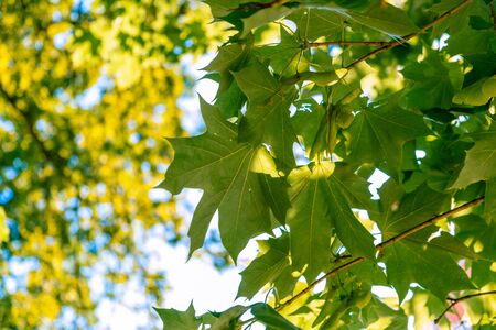 Sunlight shining through green maple leafs backgroundの写真素材