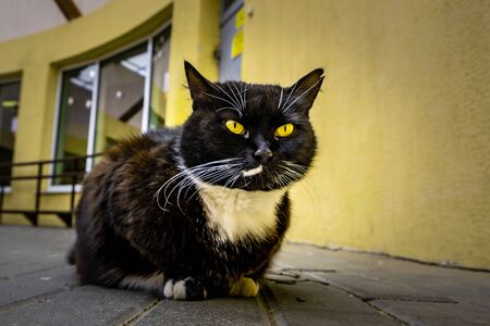 Black cat with vivid yellow eyes lying on pavement against yellow wallの写真素材