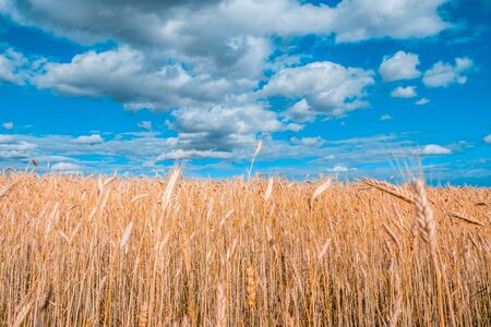 Wheat field under beautiful blue sky with white fluffy cloudsの写真素材