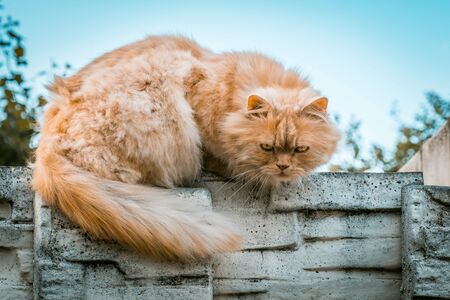 Ginger cat closeup portrait on blurred backgroundの写真素材