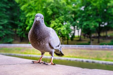 Curious gray pigeon on blurred background portraitの写真素材