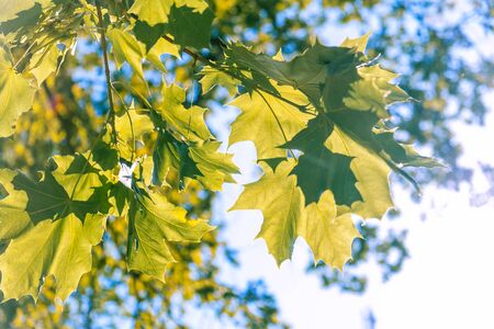 Soft summer sunlight shining through maple leafsの写真素材