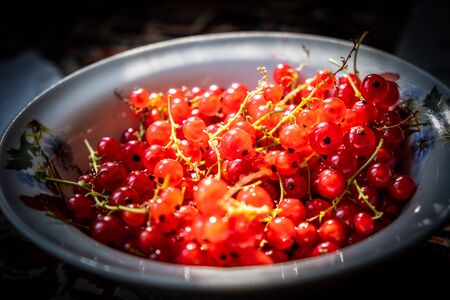 Ray of light making redcurrant berries glow in vivid redの写真素材