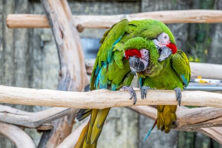 Two funny beautiful green parrots Ara Militarisの写真素材