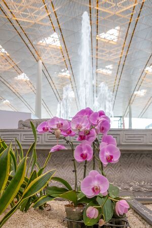 Beijing, China - June 17, 2019: Pink orchids and fountain at international departures terminal of Beijing airportのeditorial素材