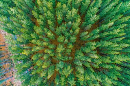 Looking down at pine tree tops in Australia - aerial landscape