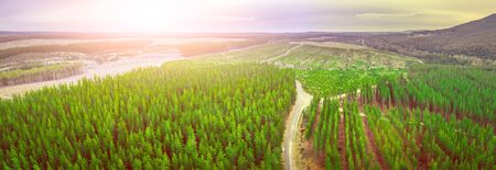 Sunset over pine trees plantation in Melbourne, Australia - aerial panoramaの写真素材