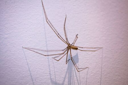 Daddy Long Legs spider on white wall with long shadows and shallow focusの写真素材