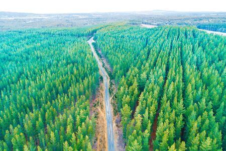 Rural road passing through pine trees forest in Melbourne, Australiaの写真素材