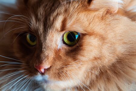 Light and shadow play on beautiful ginger cat with green eyes portrait - extreme closeupの写真素材