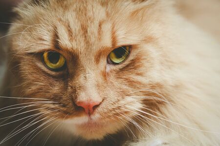 Beautiful portrait of a serious ginger cat with shallow focusの写真素材