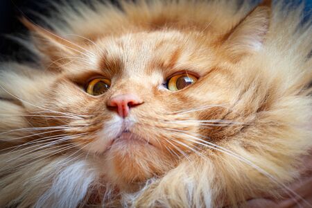 Intimidating ginger cat looking down into the camera with condescending lookの写真素材