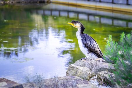 Portrait of Little Pied Cormorant perching on rocks near a lakeの写真素材