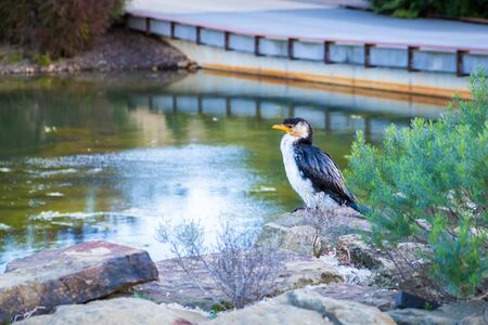 Little Pied Cormorant - common Australian waterbirdの写真素材