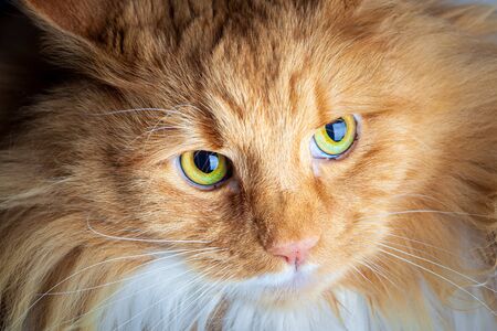 Ginger cat looking seriously up into the cameraの写真素材