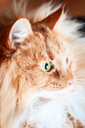 Ginger cat looking into the light - side viewの写真素材