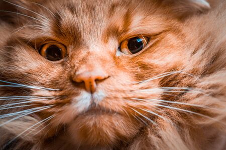 Scary extreme closeup of ginger cat faceの写真素材