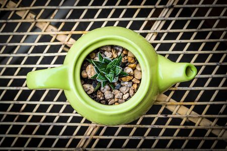 Looking down at small succulent plant growing out of green decorative teapot