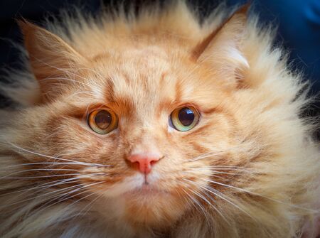 Serioius ginger cat with wide open eyes portraitの写真素材
