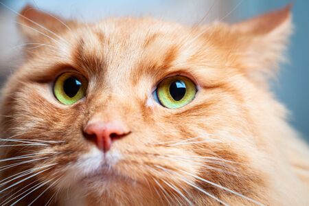 Ginger cat with beautiful green eyes - extreme closeup portraitの写真素材