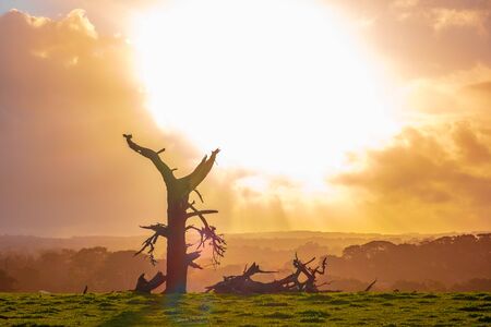 Bright sunshine after storm over bare and dry tree trunks in a pastureの写真素材