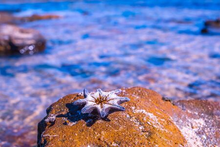 Starfish on a rock near the sea with blurred backgroundの写真素材