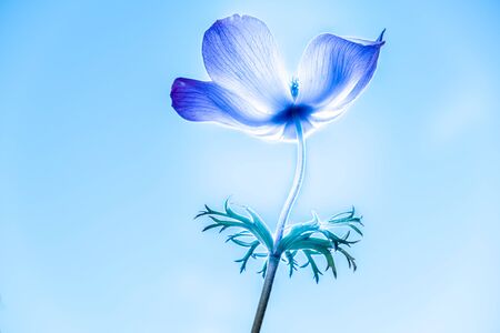 Anemone flower glowing in the sun very brightly under vivid blue skyの写真素材