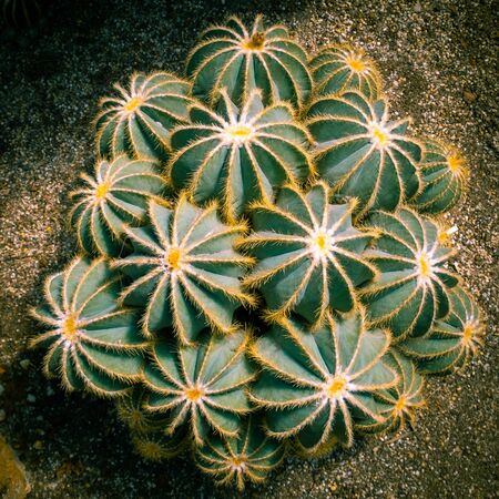Desert hedgehog cactuses growing in a pile