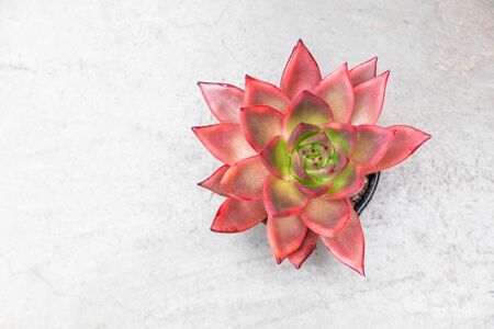 Decorative red succulent echeveria taurus - top view with copy spaceの写真素材