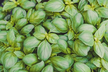 Growing sweet basil leaves backgroundの写真素材