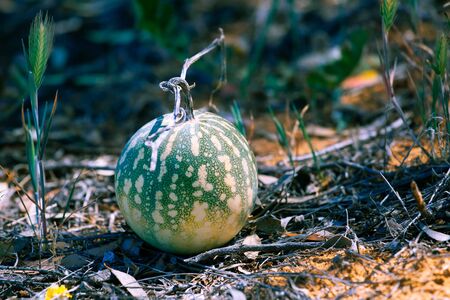 Colocynth melon - poisonous fruit growing in Australian desertの写真素材