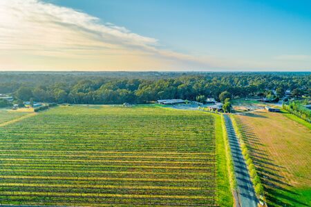 Beautiful vineyard in spring. Moama, NSW, Australiaの写真素材