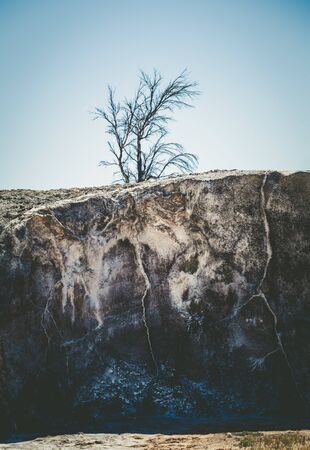 Bare tree growing on top of old salt deposits - spooky sceneの写真素材