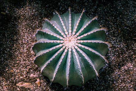 Desert hedgehog cactus closeupの写真素材