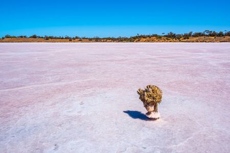 Dry tree stump in a shape of human head on the surface of pink salt lake in Australiaの写真素材