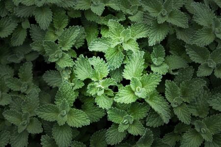 Growing mint leaves closeupの写真素材