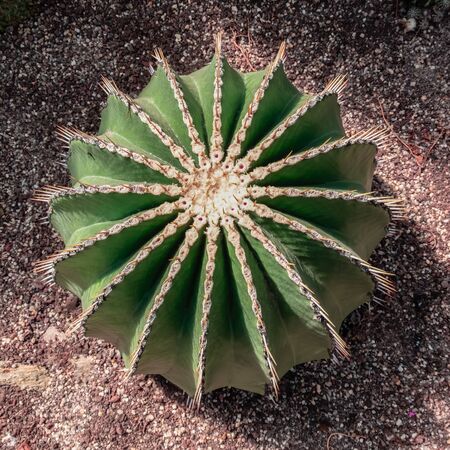 Echinocactus - beautiful round cactus also known as Desert Hedgehogの写真素材