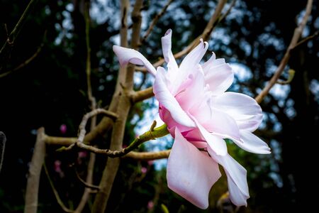 Beautiful white pink magnolia flower on blurred backgroundの写真素材