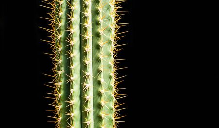 Tall cactus fragment on black background with copy spaceの写真素材
